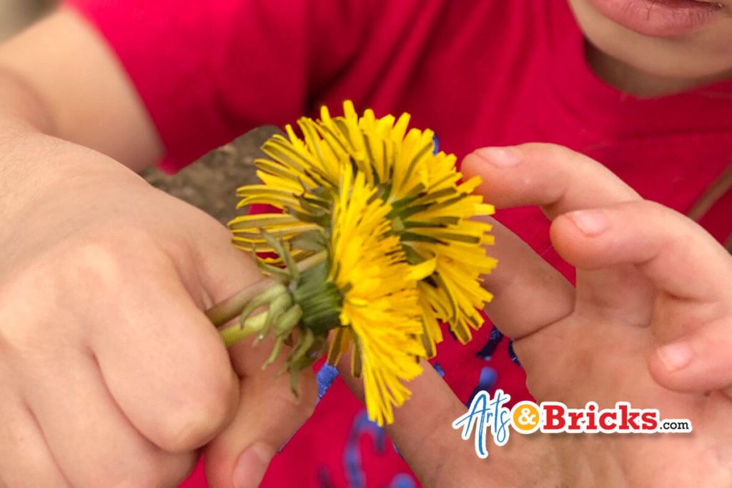 Make dandelion playdough with your littles; simply DIY recipe.