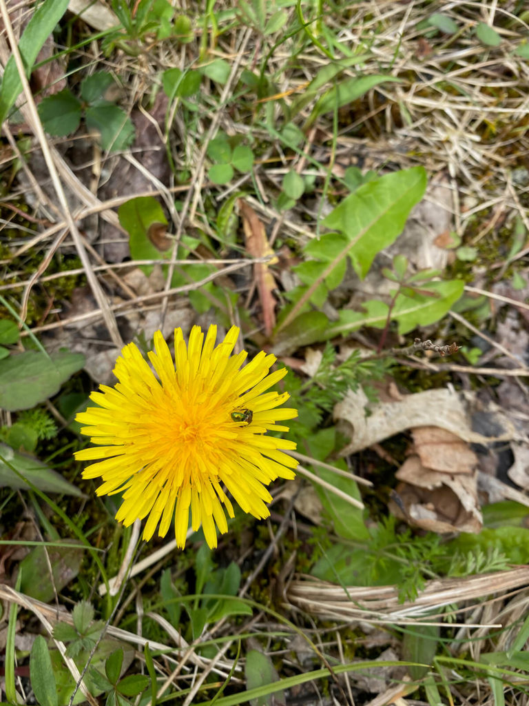 dandelion picking for making dandelion playdough with kids